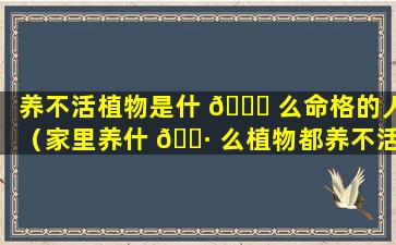 养不活植物是什 🐋 么命格的人（家里养什 🕷 么植物都养不活是什么原因）